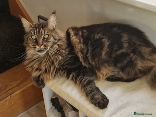 Maine Coon cats XL pedigree mainecoon female - Advert 1