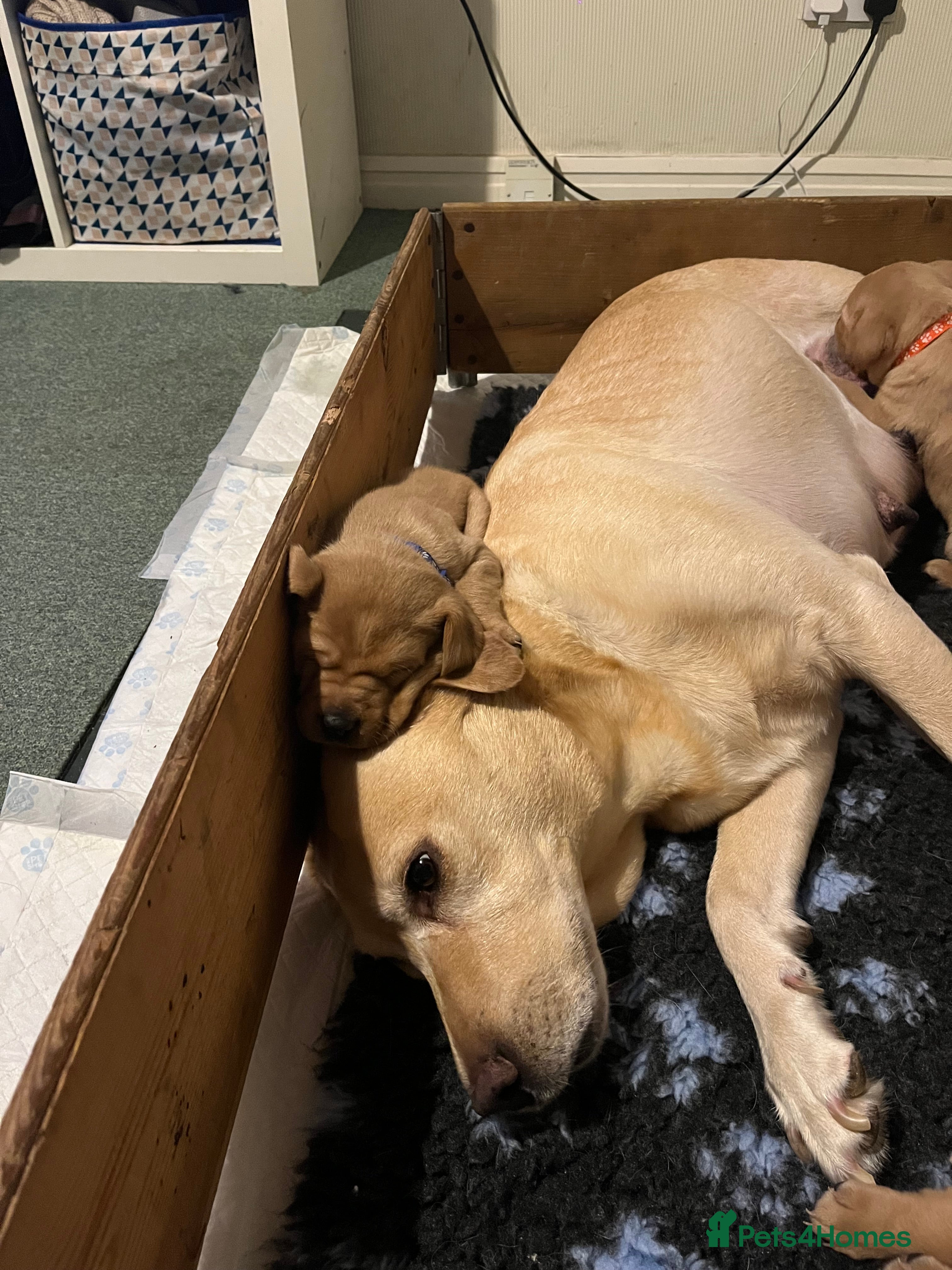 Labrador Retriever dogs Labrador Puppies - last remaining one  - Advert 1