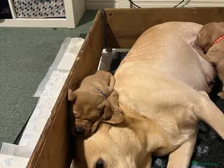 Labrador Retriever dogs Labrador Puppies - last remaining one - Advert 4