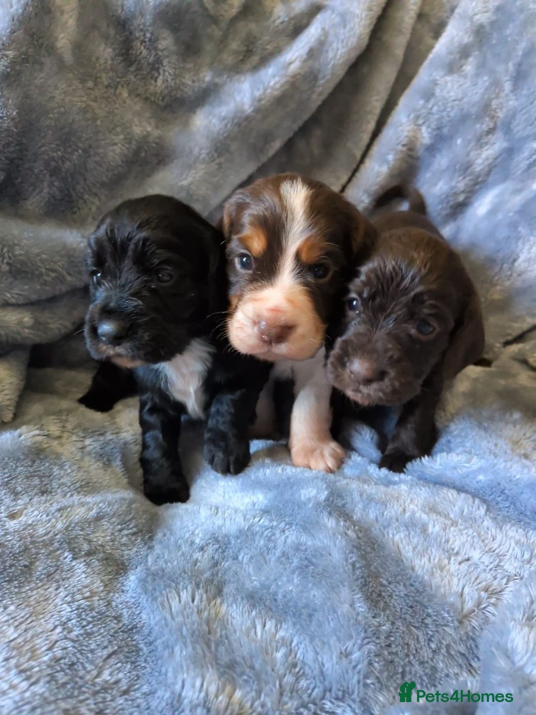 Cocker Spaniel dogs Beautiful cocker spaniel puppies  - Advert 15