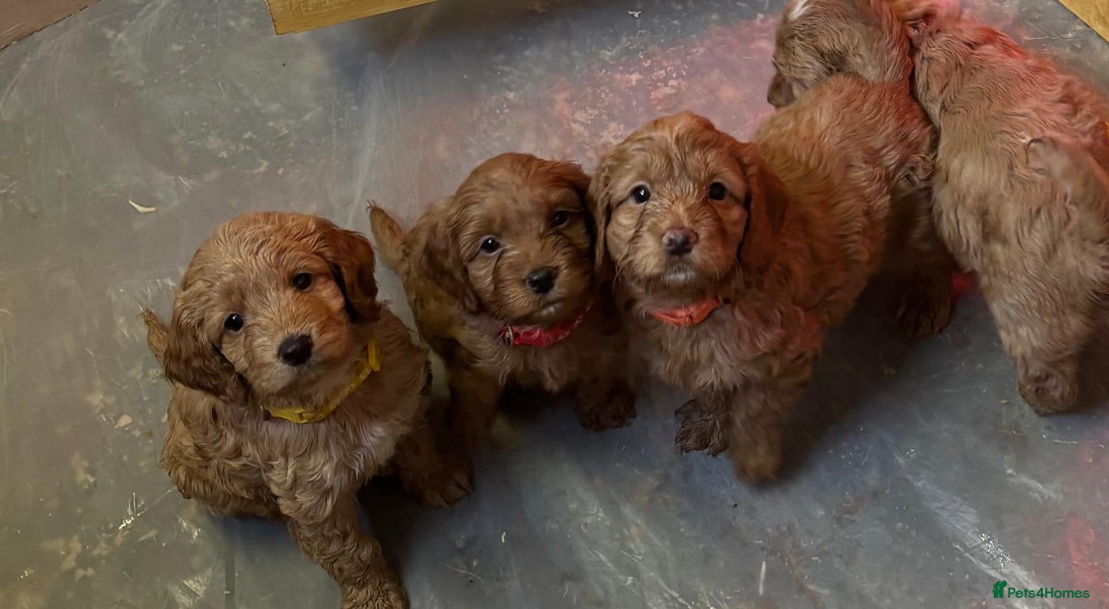 Cockapoo dogs Beautiful f1 red cockerpoos - Advert 18