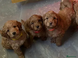 Cockapoo dogs Beautiful f1 red cockerpoos - Advert 18