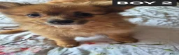 Pomeranian dogs for sale: Fox face pomeranians - Advert 5