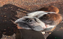 English Bulldog dogs for sale: English bulldog - Image 4