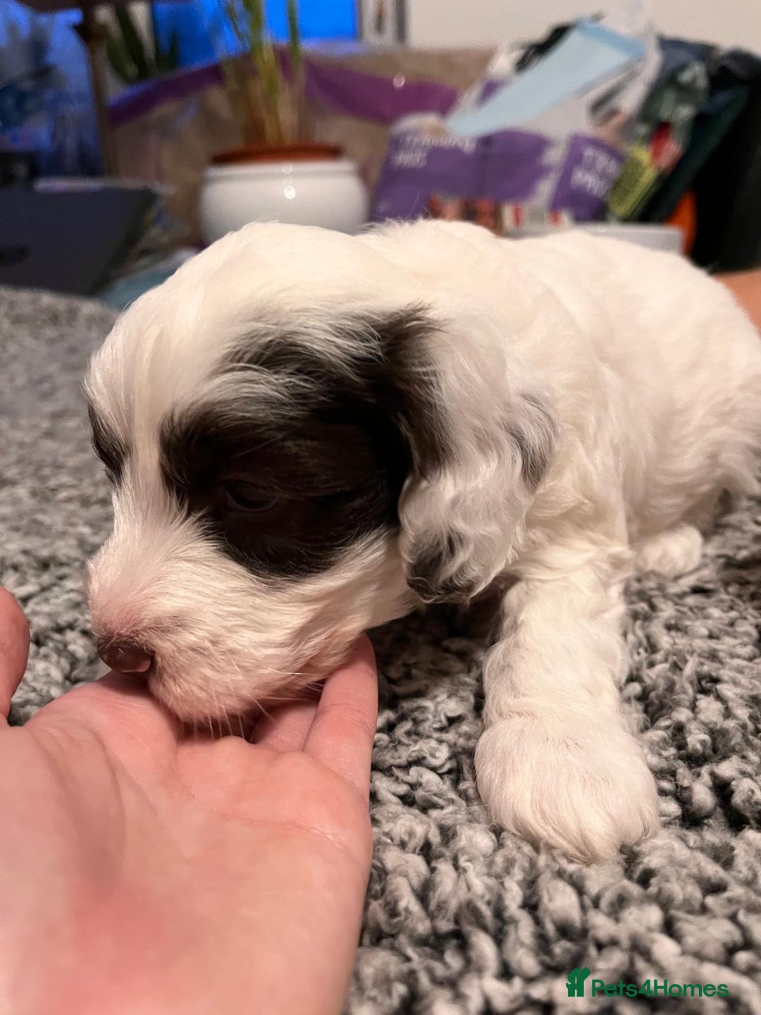 Cockapoo dogs for sale: Cockapoo puppies  - Advert 11