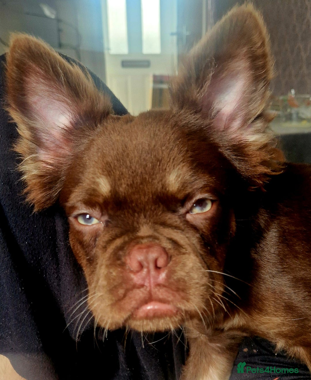 French Bulldog dogs for sale: Fluffy french bulldog  - Advert 1