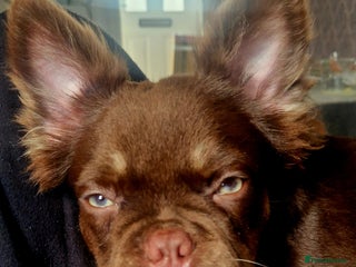 French Bulldog dogs Fluffy french bulldog - Advert 2