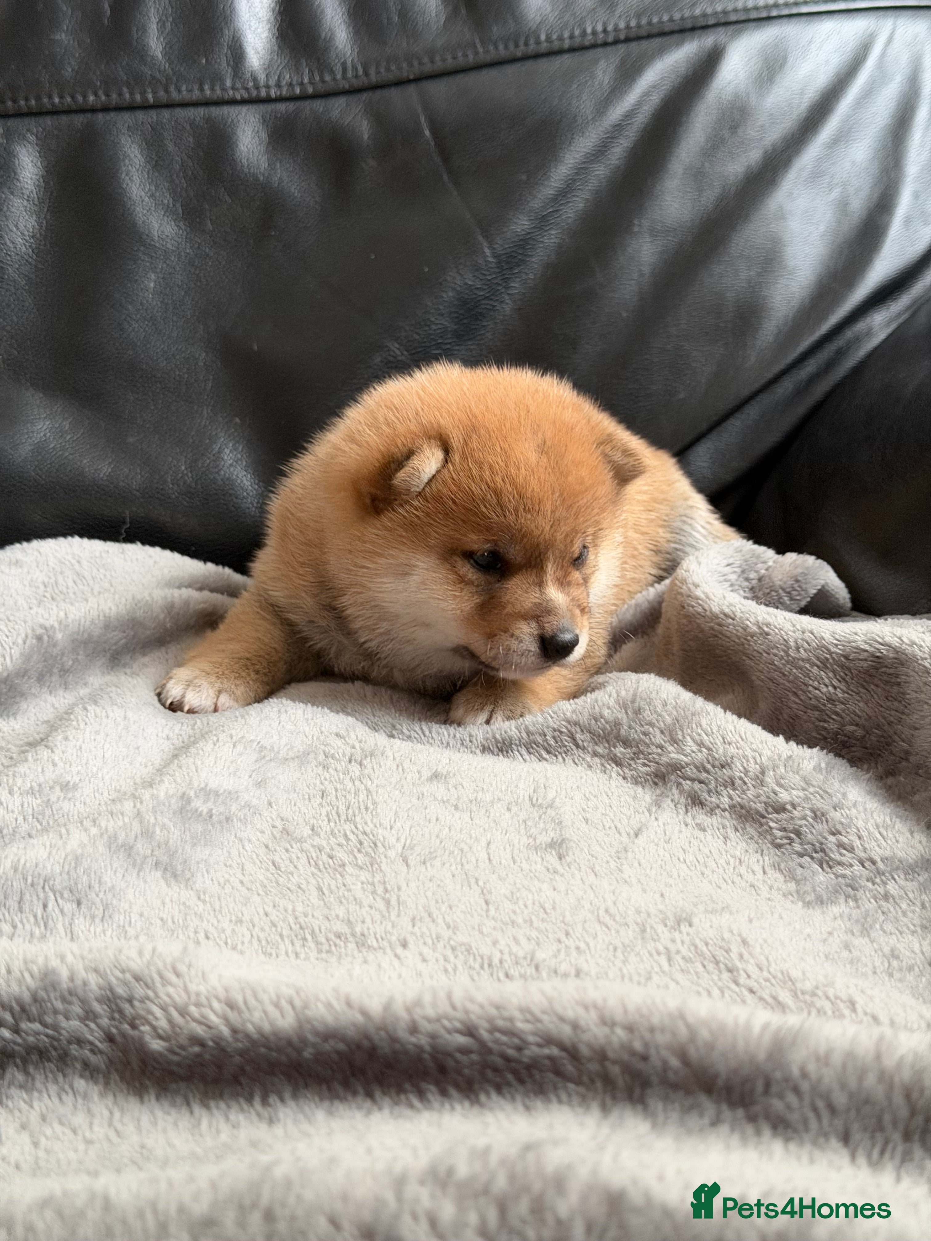 Japanese Shiba Inu dogs for sale: Japanese Mameshiba Inu Puppies Show Grade - Advert 11