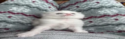 Ragdoll cats for sale: 🏆gccf ragdoll kitten-exceptional pedigree - Advert 16