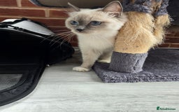 Ragdoll cats for sale: Blue mitted european girl - Image 1