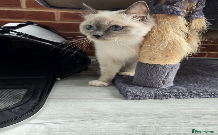 Ragdoll cats - Advert 10