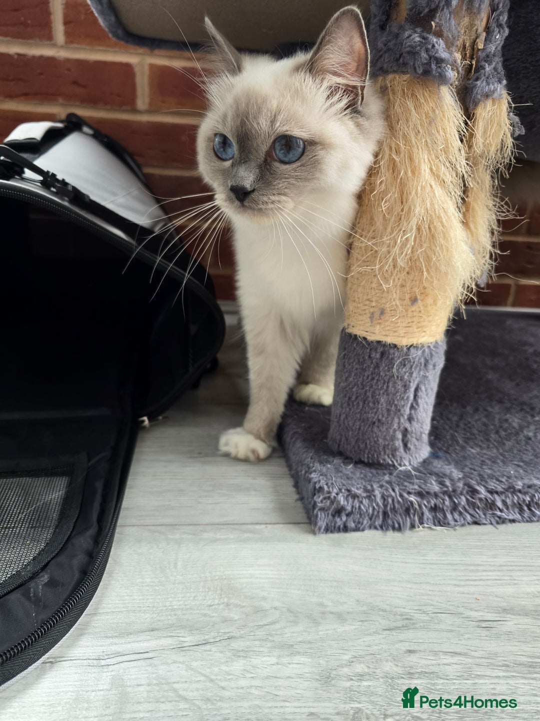 Ragdoll cats for sale: Blue mitted european girl - Image 1