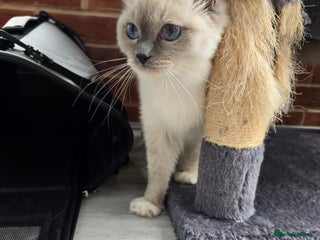 Ragdoll cats - Advert 35