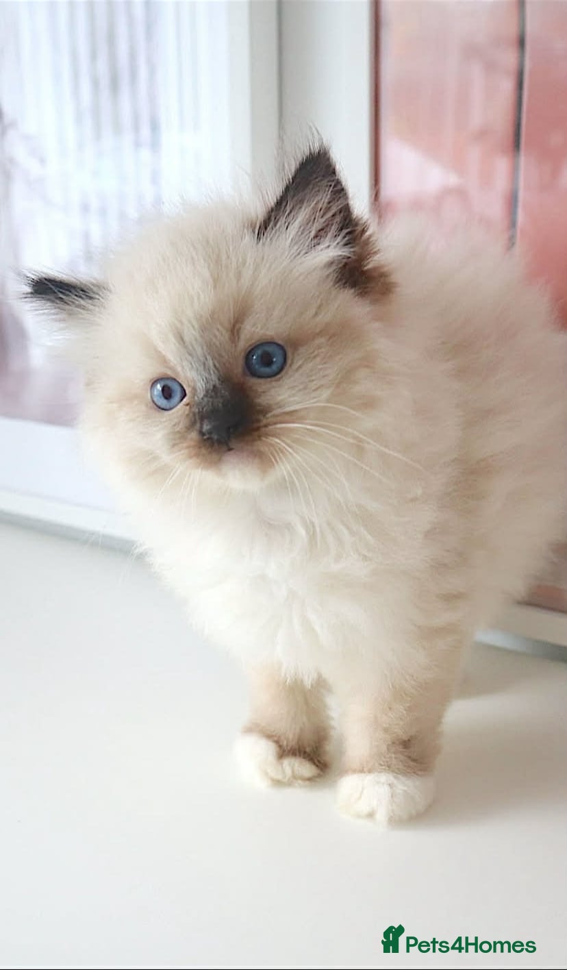 Ragdoll cats INDOOR GCCF REGISTERED RAGDOLL FEMALE KITTEN - Advert 2