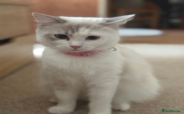 Ragdoll cats - Advert 1