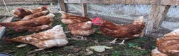 Chickens poultry for sale: Hybrid Laying hens Lohman Browns - Advert 5