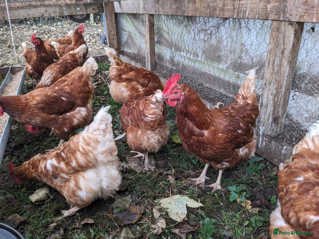 Chickens poultry for sale: Hybrid Laying hens Lohman Browns - Advert 5