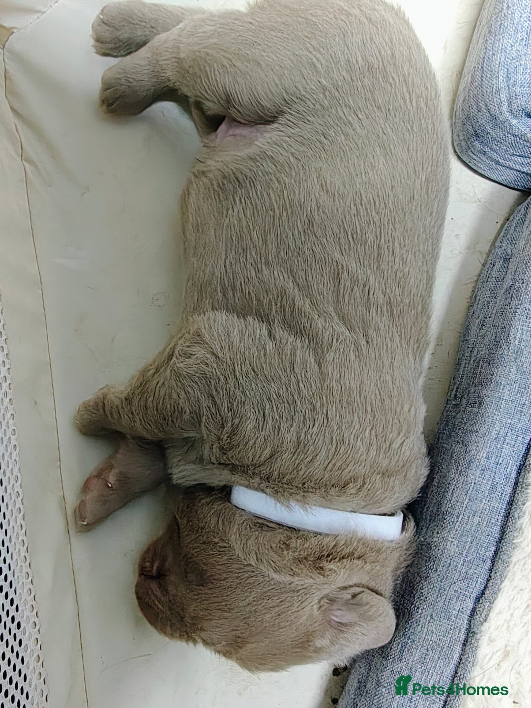 Labrador Retriever dogs for sale: Silver Labrador puppies  - Advert 15