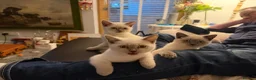 British Shorthair cats for sale: sweet gentle British Shorthair silky coat Kittens - Advert 14
