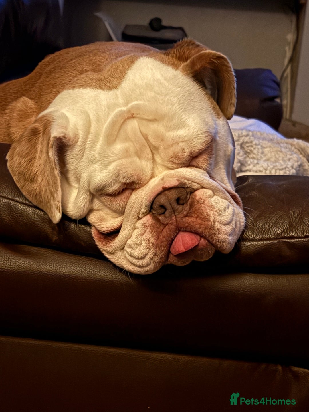 English Bulldog dogs for sale: New English bulldog girl - Advert 7