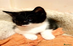 Mixed Breed cats for sale: Adorable trio of kittens  - Image 7