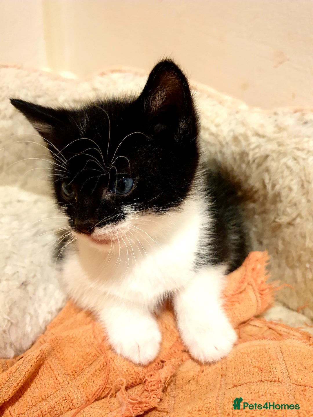Mixed Breed cats for sale: Adorable trio of kittens  - Image 7