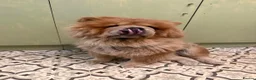 Chow Chow dogs for sale: 3 year old KC Chow Chow - Toffee  - Advert 7