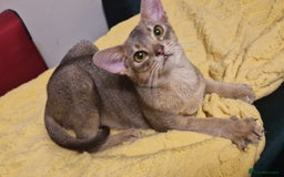 Abyssinian cats for sale: Beautiful blue boy 💙 - Image 2