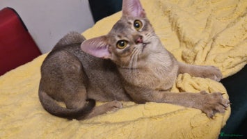 Abyssinian cats Beautiful blue boy 💙 - Advert 2