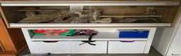 Bearded Dragon reptiles for sale: Mushu looking for a loving forever home  in Horsham - Advert 2
