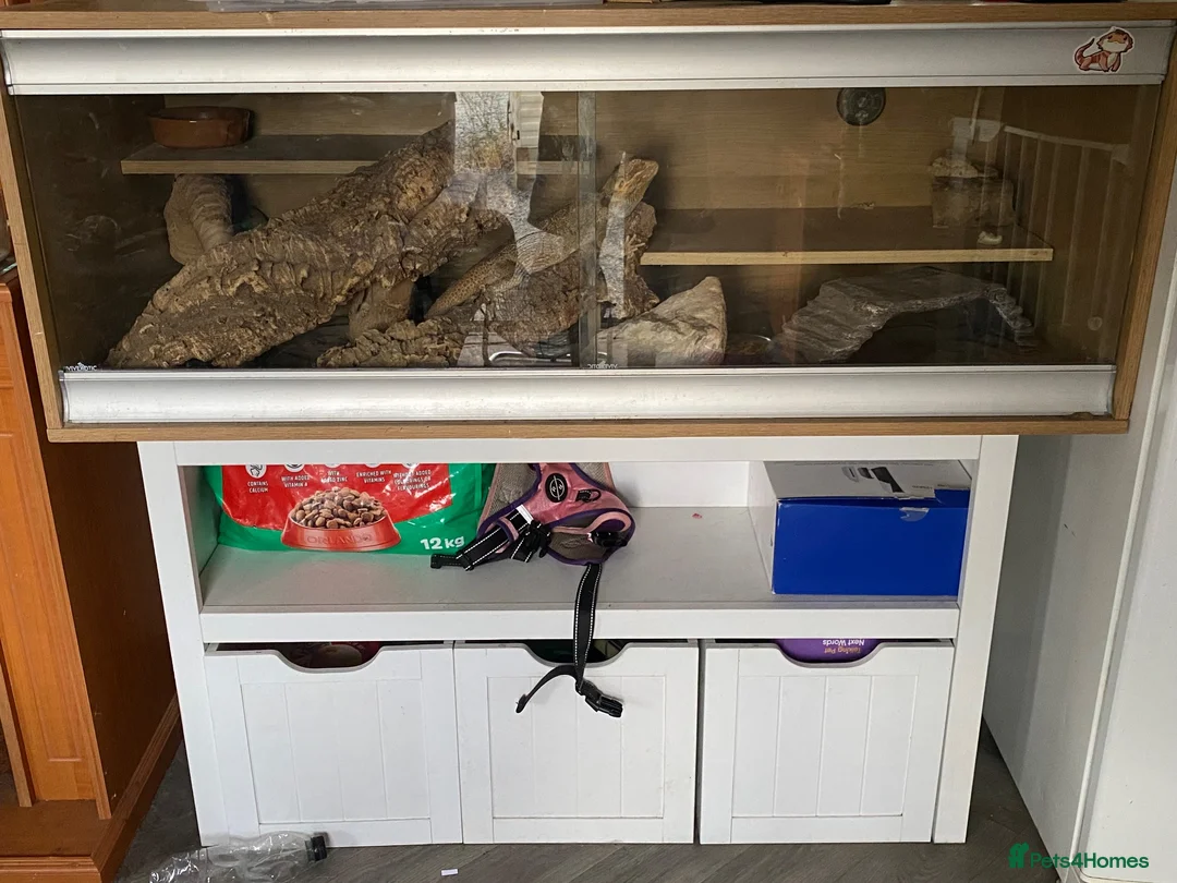 Bearded Dragon reptiles for sale: Mushu looking for a loving forever home  in Horsham - Advert 2