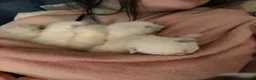 Ragdoll cats for sale: Pedigree ragdoll kittens ready now - Advert 25