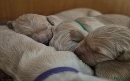 Golden Retriever dogs for sale: Incredible KC registered Field Golden retrievers  - Image 9