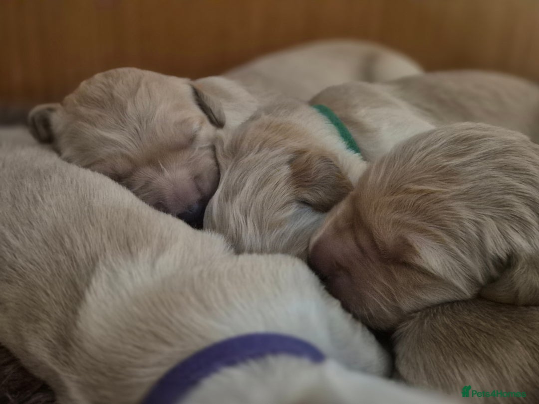 Golden Retriever dogs for sale: Incredible KC registered Field Golden retrievers  - Image 9