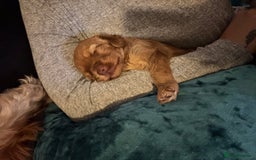 Cockapoo dogs for sale: Female Cockapoo - Image 5