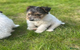 Fox Terrier dogs for sale: Fox Terrier puppies for sale - 07704995261 - Image 2