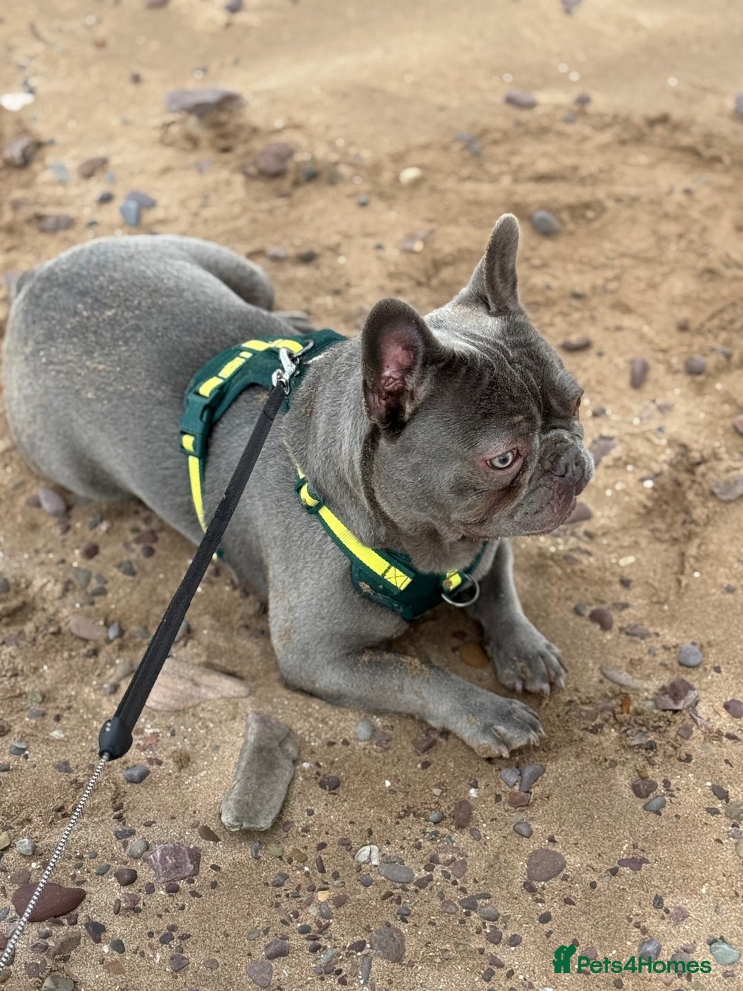 French Bulldog dogs for sale: French bulldog  - Image 3