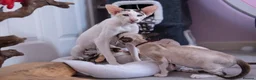 Oriental cats for sale: Seal point & white Oriental shorthair - Advert 2