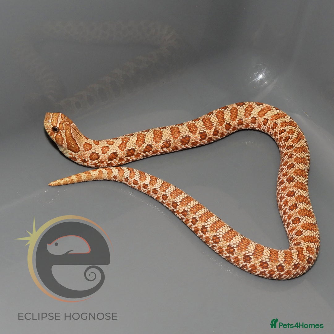 Snake reptiles for sale: Hognose snakes  - Image 19