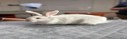 Mixed Breed rabbits for sale: Lovely mixed breed male rabbit for sale - Advert 6