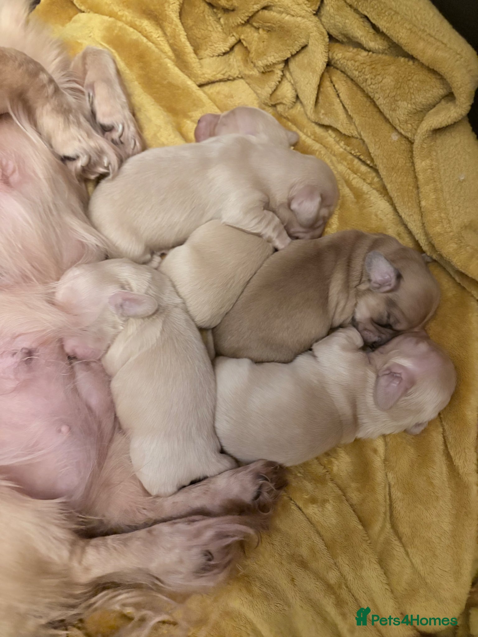 Miniature Dachshund dogs Long haired cream miniature dachshund puppies - Advert 10