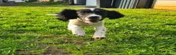 English Springer Spaniel dogs for stud: Proven Liver & White English Springer Spaniel Stud in Swansea - Advert 16
