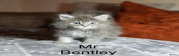 Maine Coon cats for sale: 💕XL Pure Maine Coon Kittens💕 - Advert 1