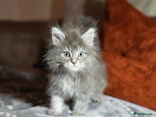 Maine Coon cats 💕XL Pure Maine Coon Kittens💕 - Advert 1