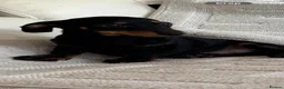 Dachshund dogs for sale: Dachshund  - Advert 6
