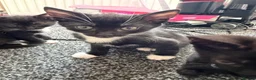 Mixed Breed cats for sale: 5 kittens for sale.  in Ashford - Advert 15