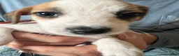 Mixed Breed dogs for sale: 11 beautiful parson Russell x pups - Advert 13