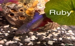 Bettas fish for sale: 6x Female Betta - Image 6