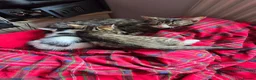 Mixed Breed cats for sale: Cute boys kittens for rehoming  - Advert 3