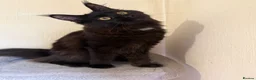Maine Coon cats for sale: GCCF Maine coon Russian Import line👑 - Advert 3